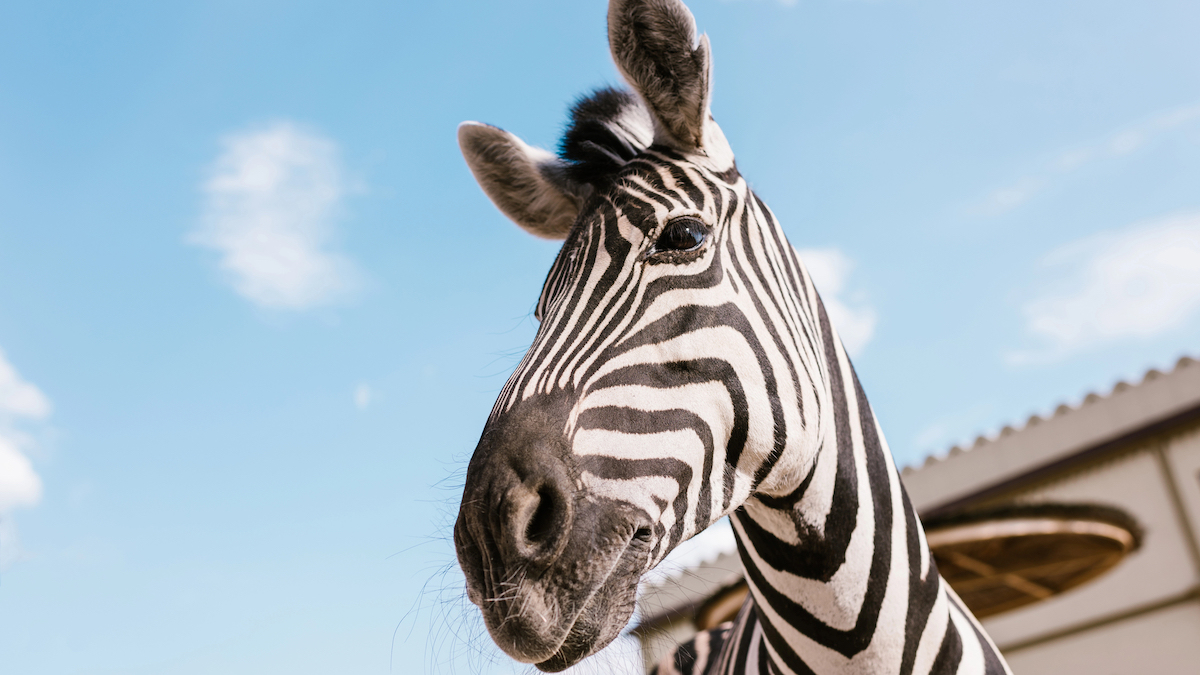 Zebra