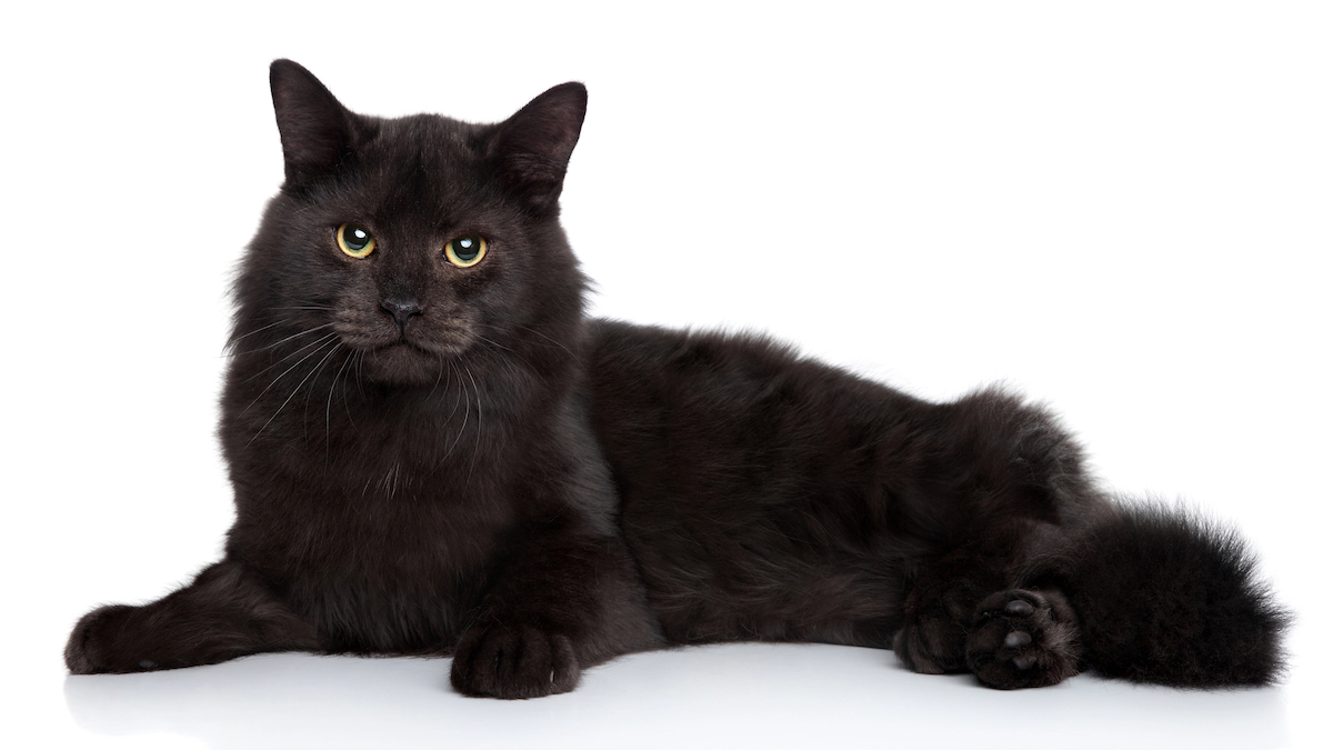 Gatto Nero